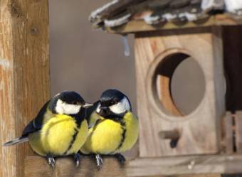 Экологическая акция «Спаси от холода», посвящённая помощи зимующим птицам